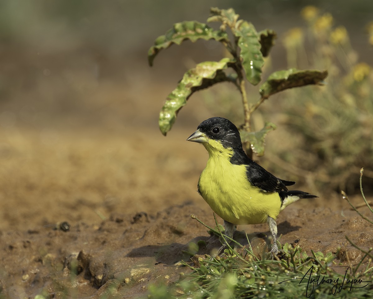 Lesser Goldfinch - ML452098791