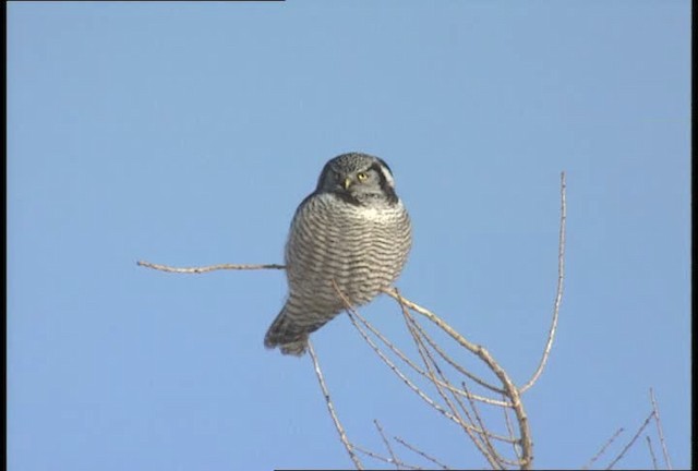 Northern Hawk Owl (American) - ML452100