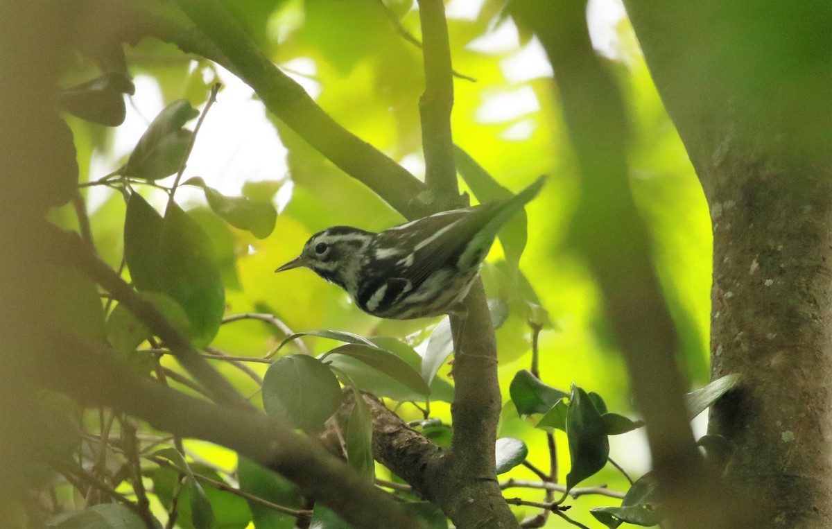 Black-and-white Warbler - ML452100531
