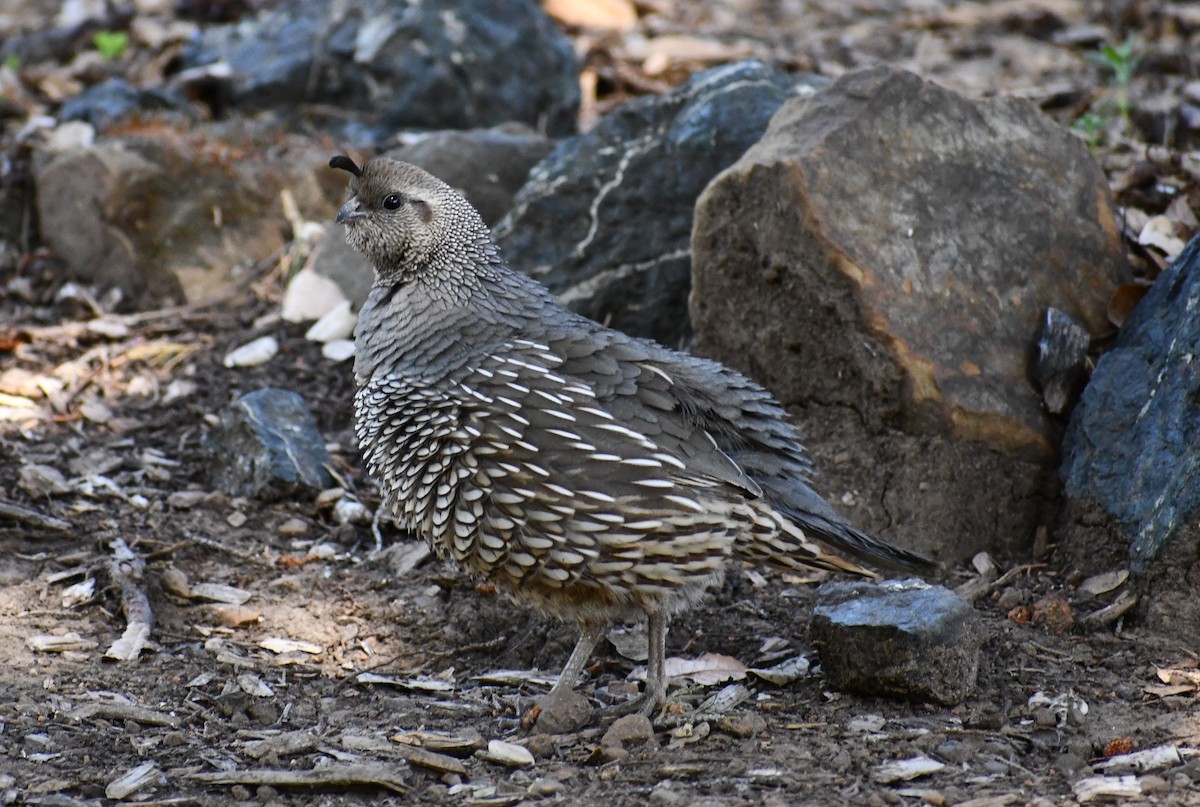 Калифорнийский перепел - ML452101531