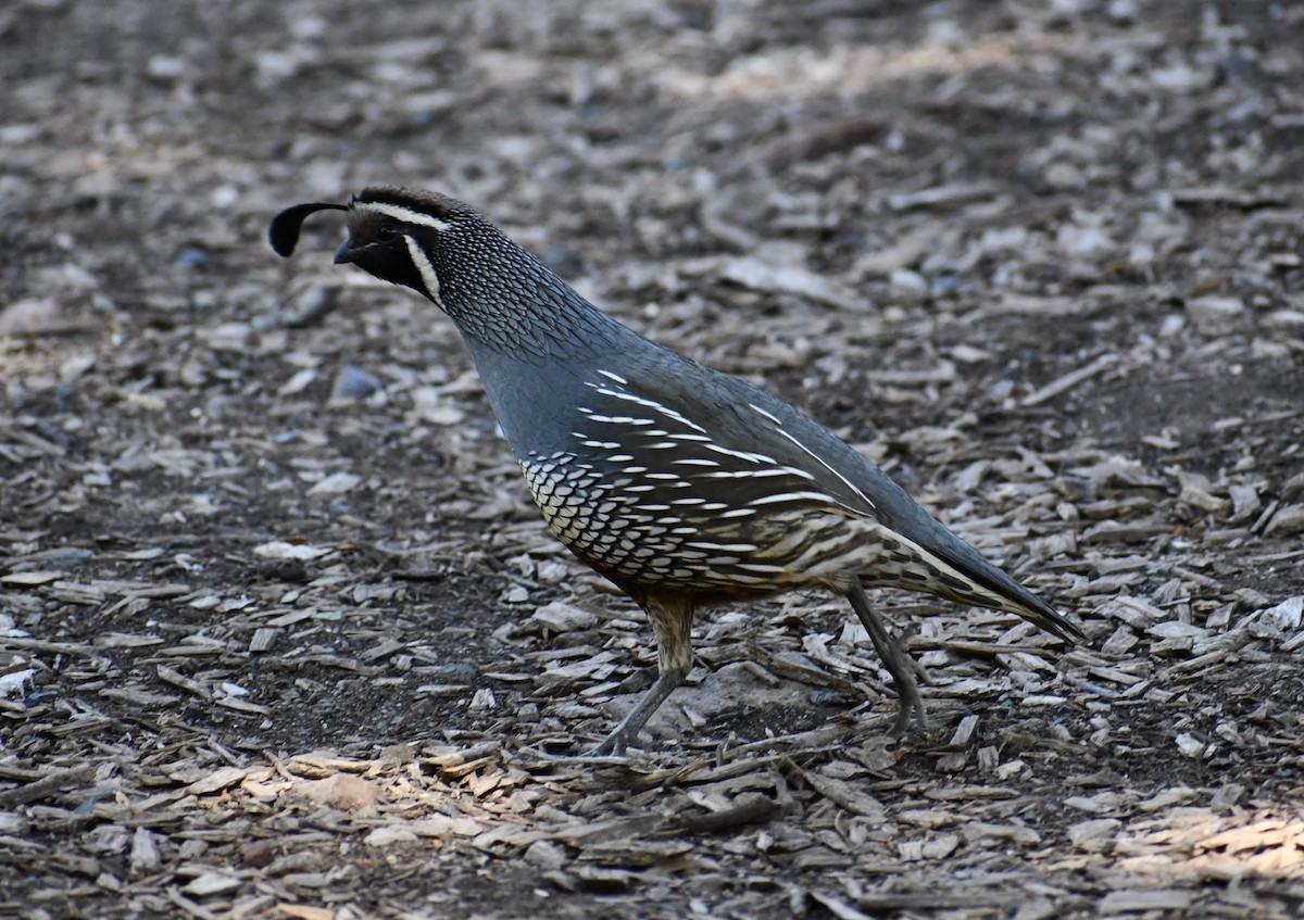 California Quail - Susie Reddy