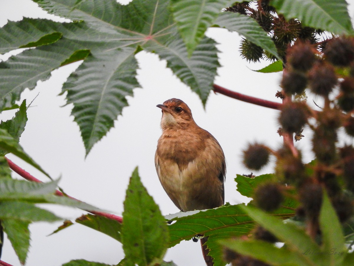 Rufous Hornero - Liliana Noemi Sosa