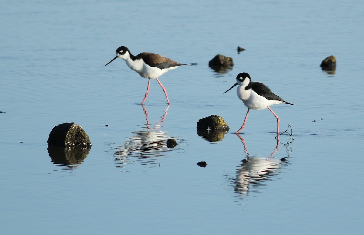 Black-necked Stilt - Hendrik Swanepoel