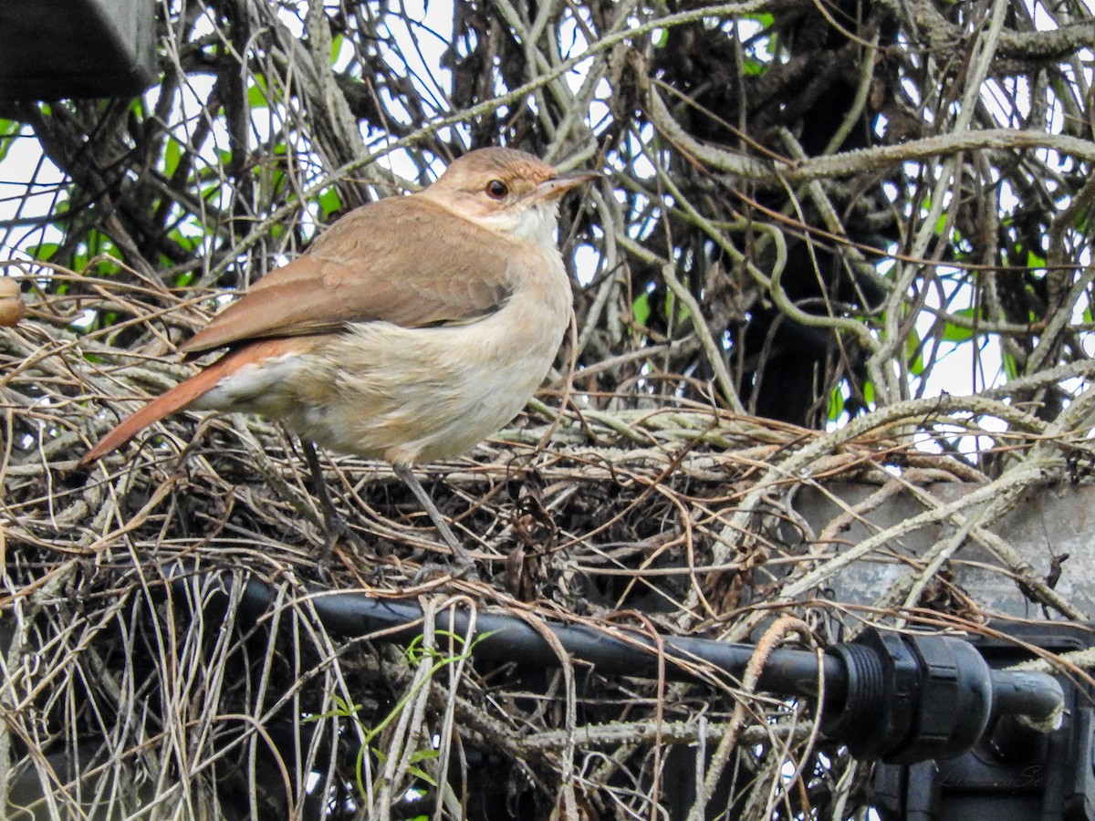 Rufous Hornero - ML452102671