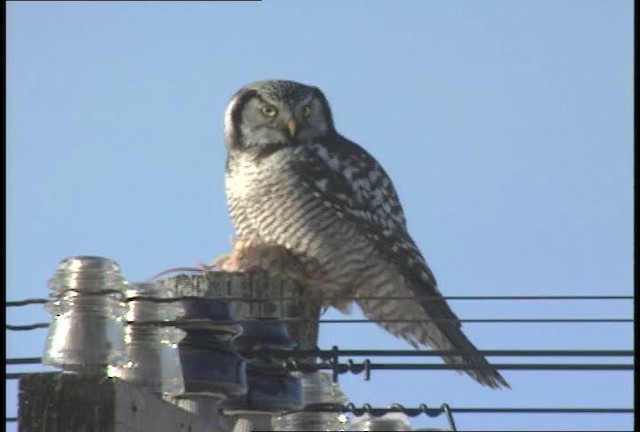 Northern Hawk Owl (American) - ML452103