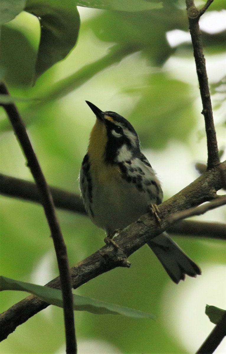 Yellow-throated Warbler - Ben Limle