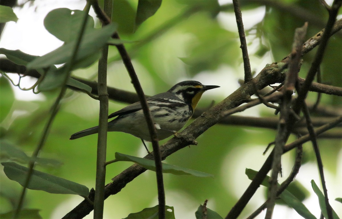 Yellow-throated Warbler - Ben Limle