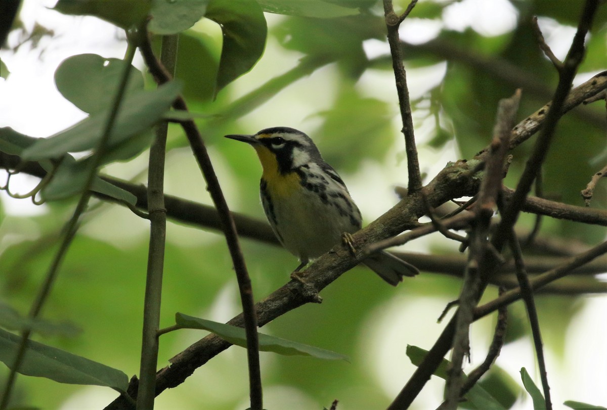 Yellow-throated Warbler - Ben Limle