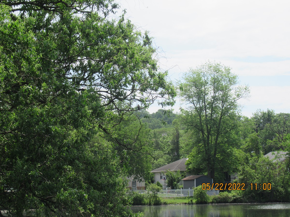 Eastern Kingbird - ML452103521