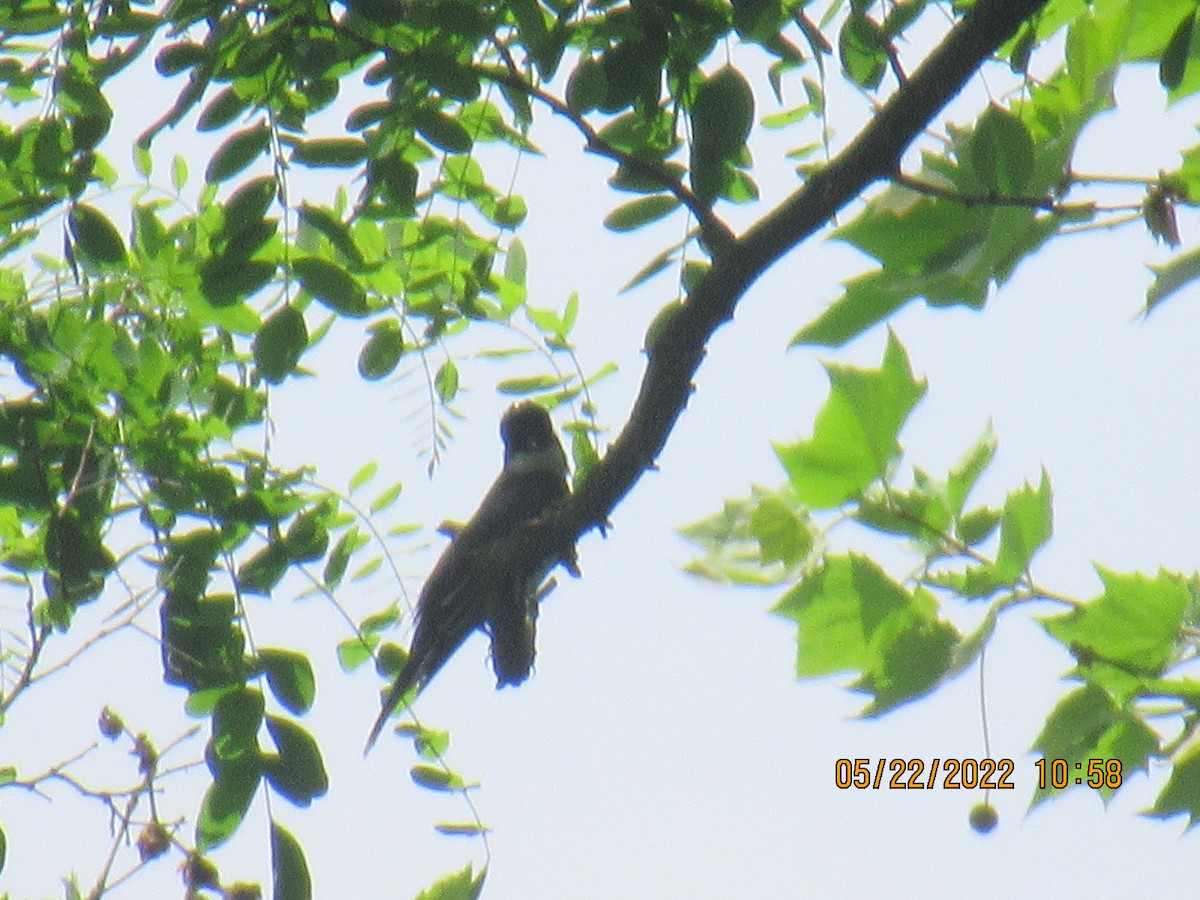 Eastern Kingbird - ML452103541