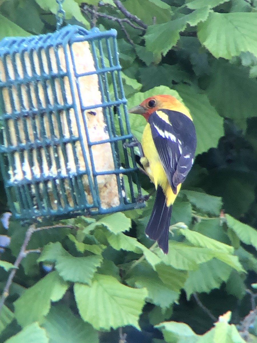Western Tanager - ML452103641
