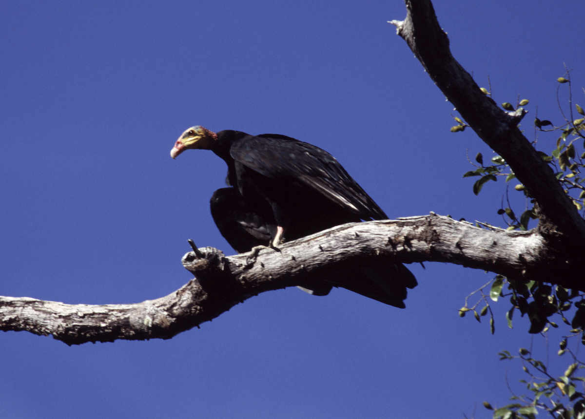 Greater Yellow-headed Vulture - Joseph Tobias