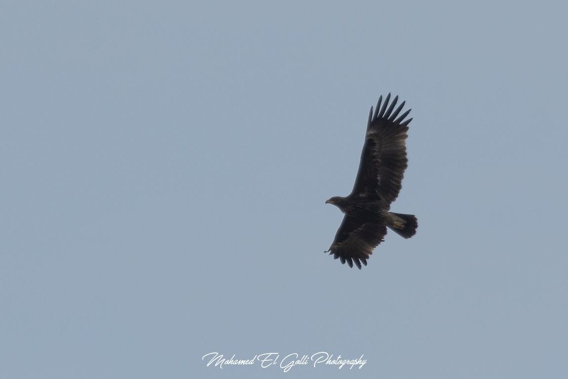 Greater Spotted Eagle - El Golli  Mohamed