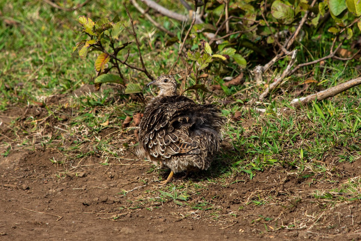 Chilean Tinamou - ML452104861