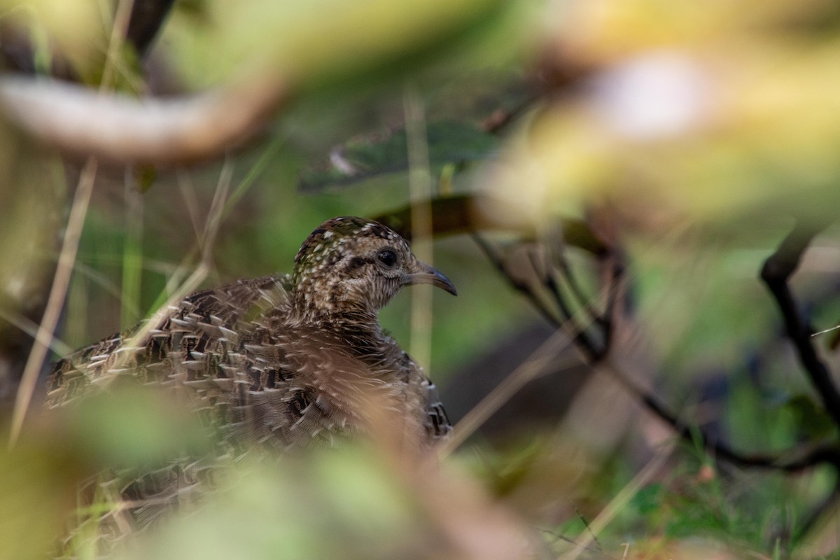 Chilean Tinamou - ML452104871