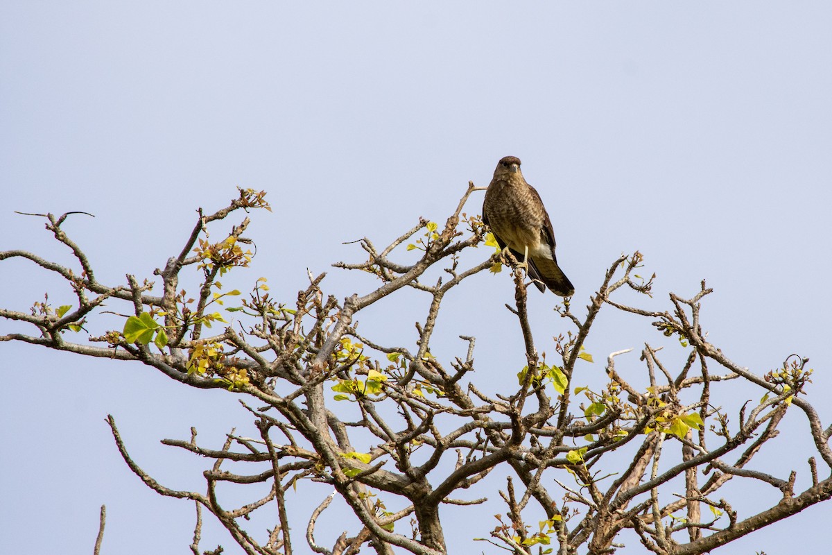 Chimango Caracara - ML452104921