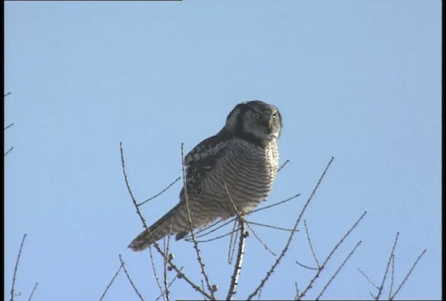 Northern Hawk Owl (American) - ML452105