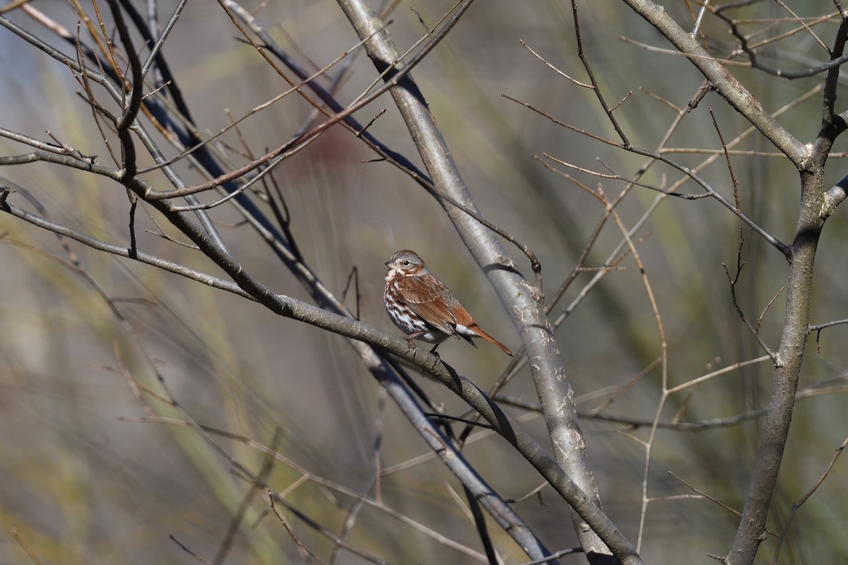 Fox Sparrow (Red) - ML452105421