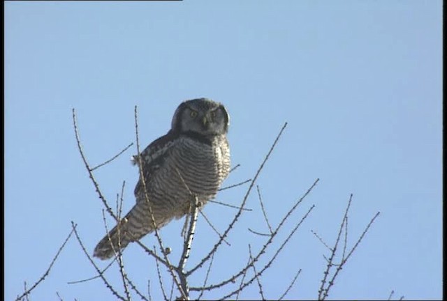 Northern Hawk Owl (American) - ML452106