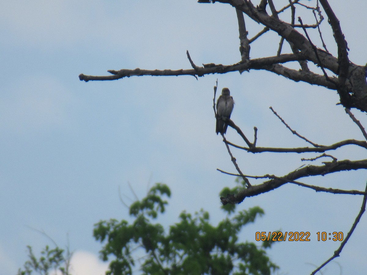 灰沙燕 - ML452107901