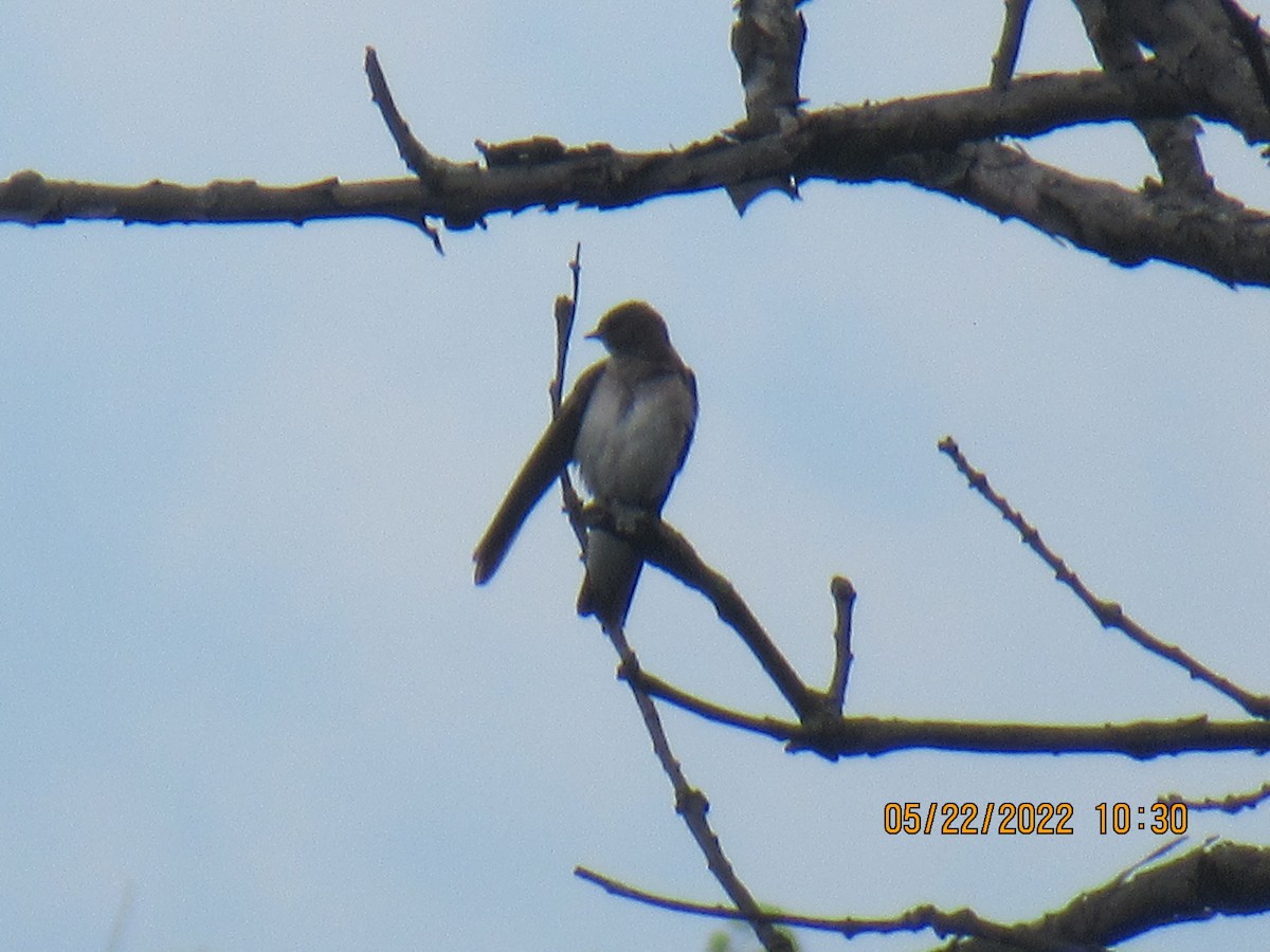 灰沙燕 - ML452107911