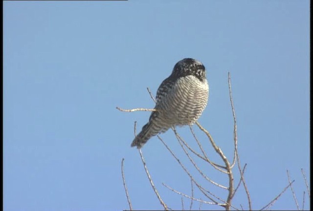 Northern Hawk Owl (American) - ML452108