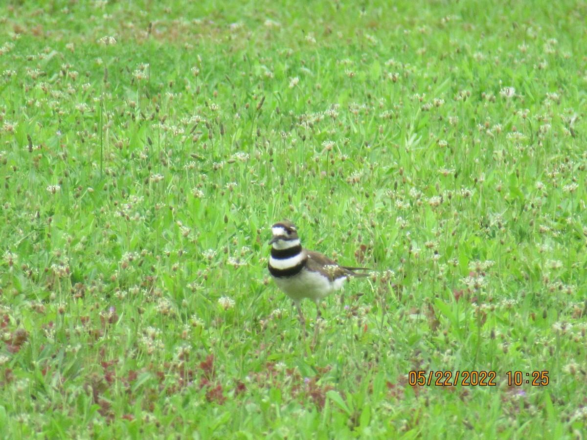 Killdeer - ML452108321