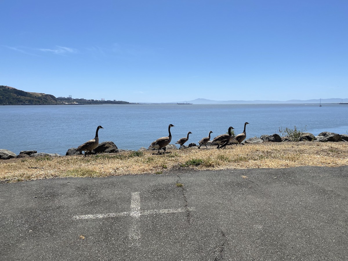 Канад галуу - ML452108781