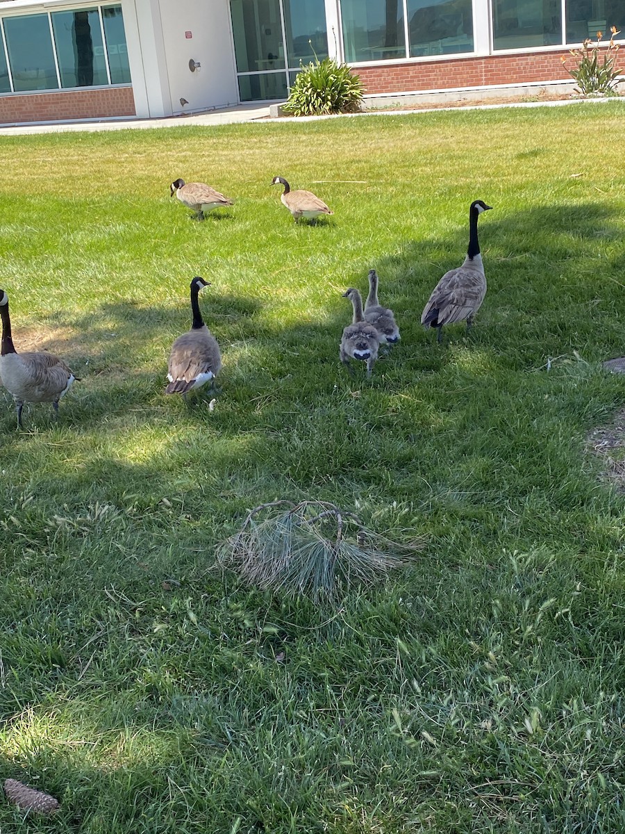 Канад галуу - ML452108811