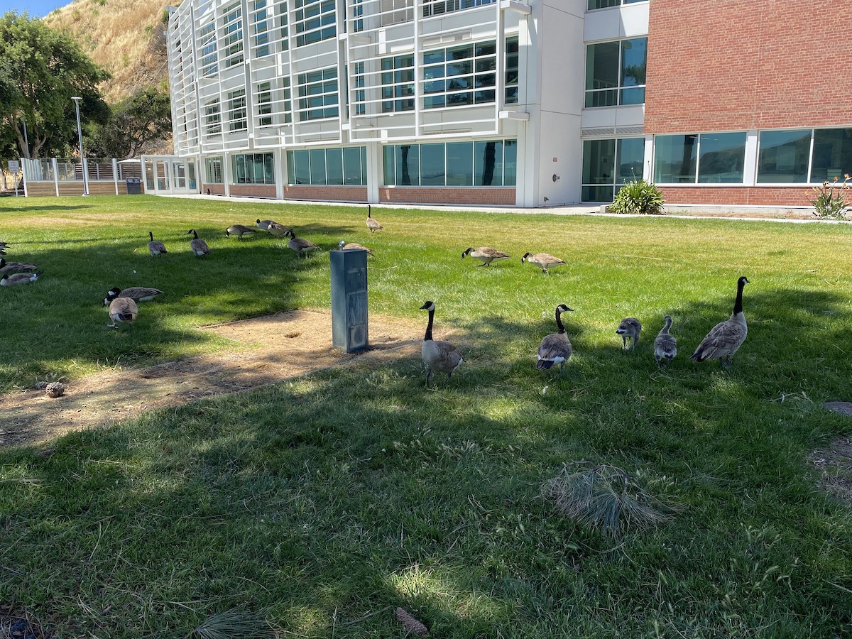 Канад галуу - ML452108841