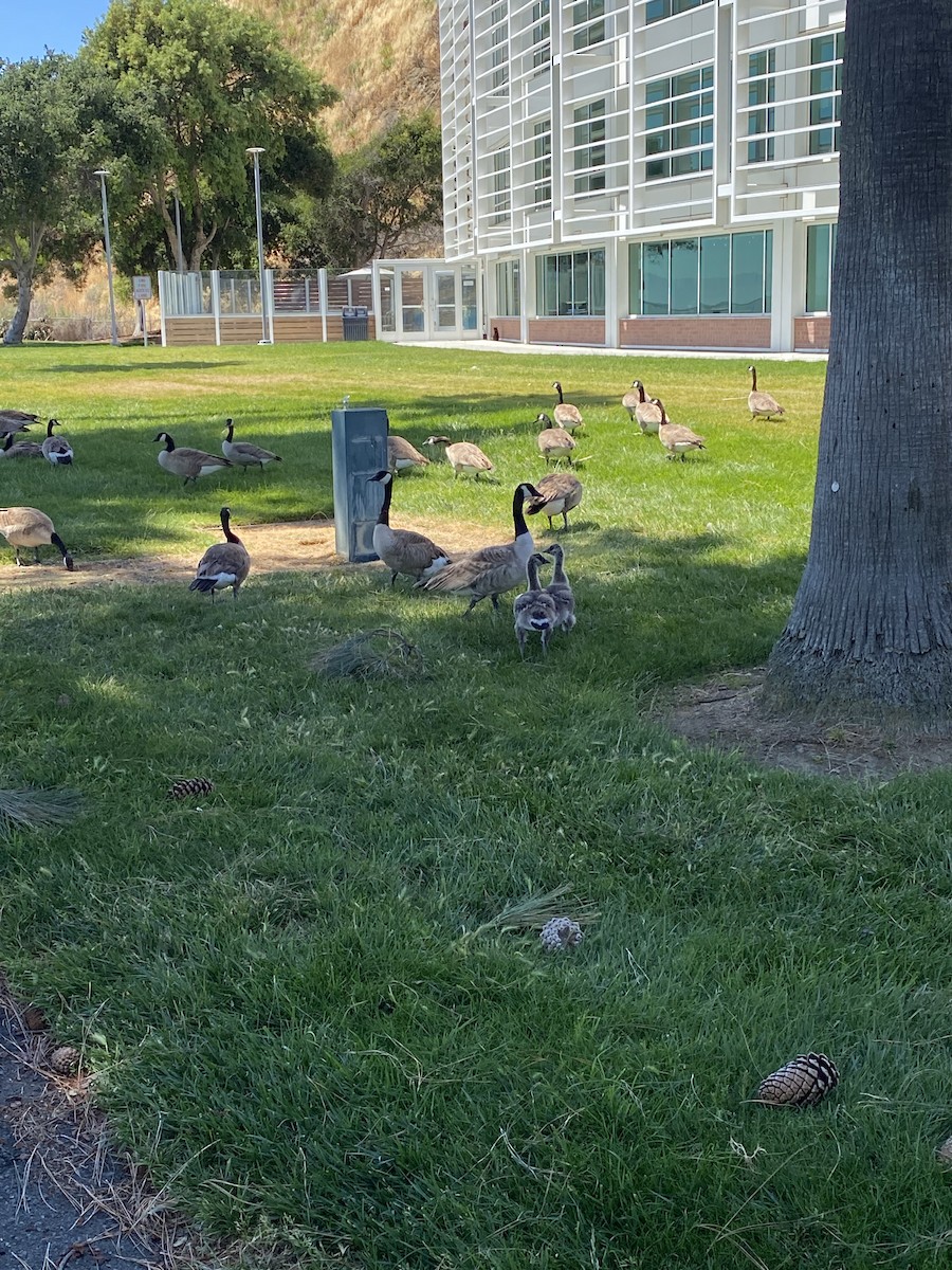 Канад галуу - ML452108861