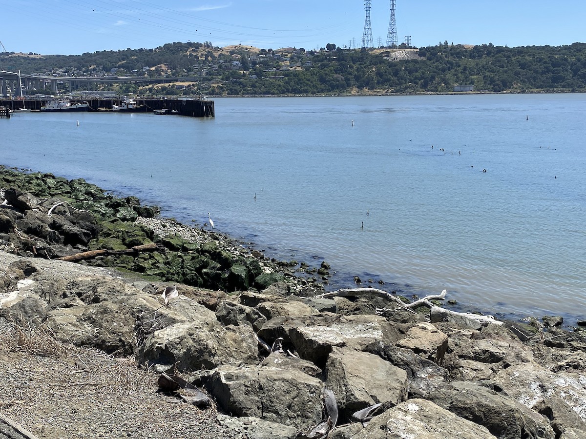 Цасч дэглий - ML452108871