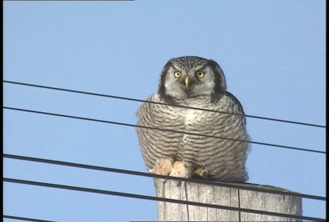 Northern Hawk Owl (American) - ML452109