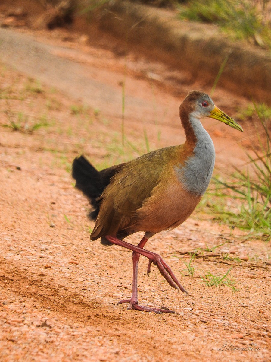 Giant Wood-Rail - ML452109261