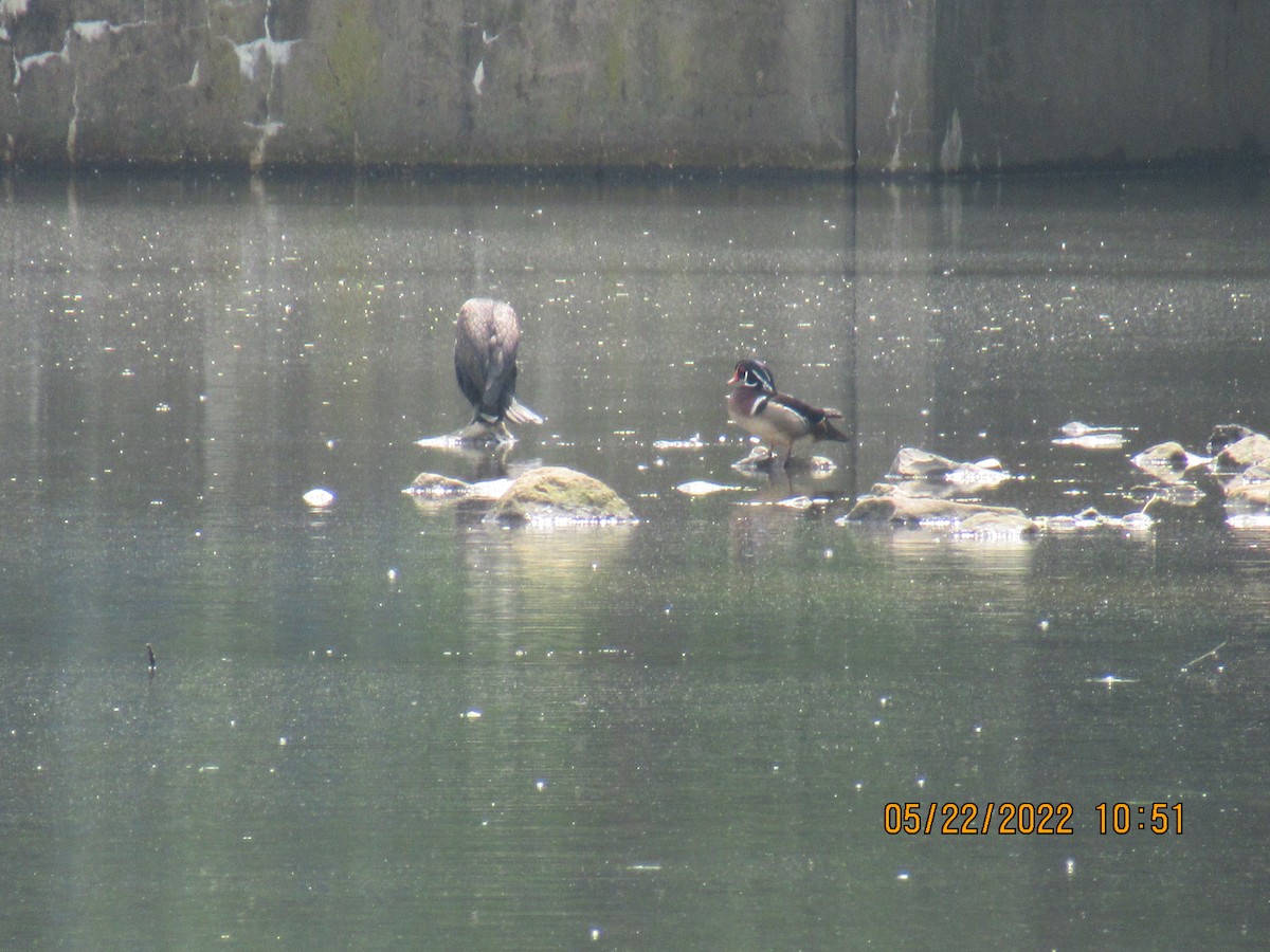 美洲鴛鴦 - ML452109311