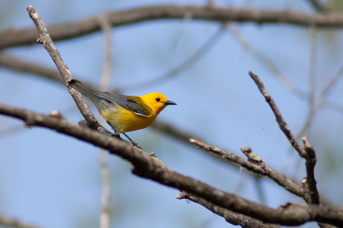 Prothonotary Warbler - Nick Tepper