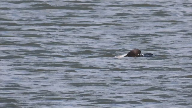 Cormorán Orejudo - ML452111691