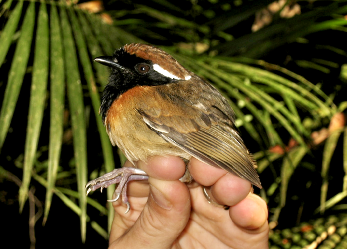 Black-breasted Gnateater - ML452112811