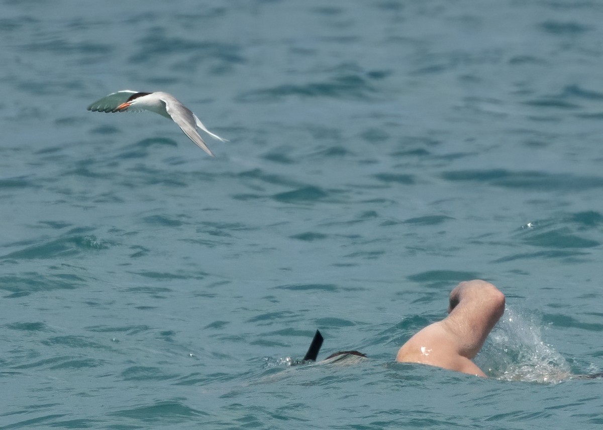 Common Tern - ML452113821