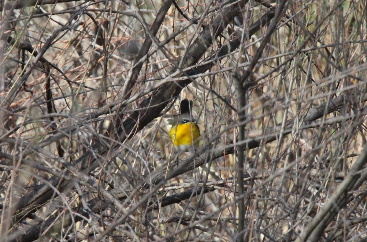 Yellow-breasted Chat - ML452113851