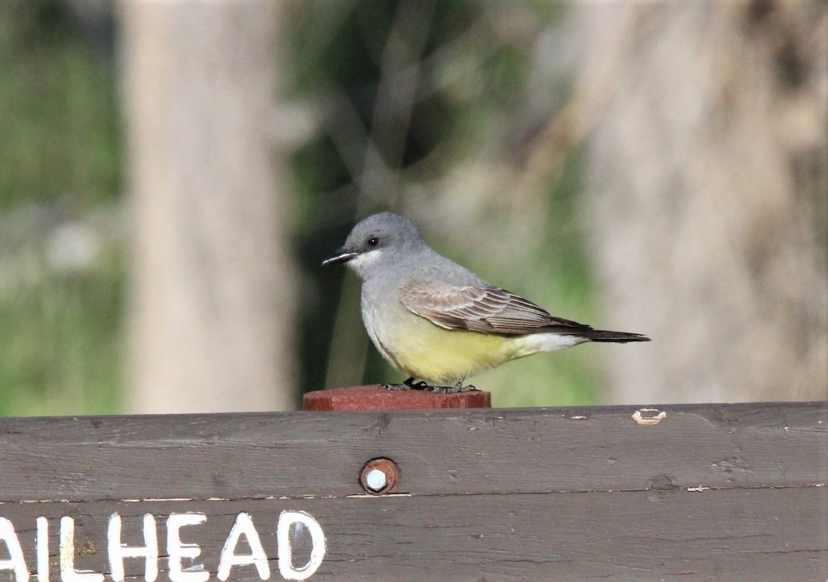 Cassin's Kingbird - ML452114521