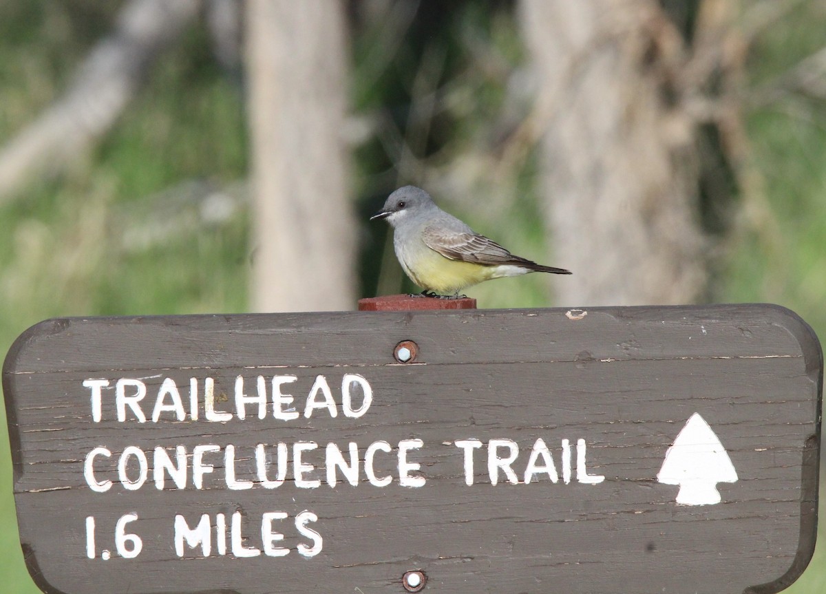 Cassin's Kingbird - ML452114551