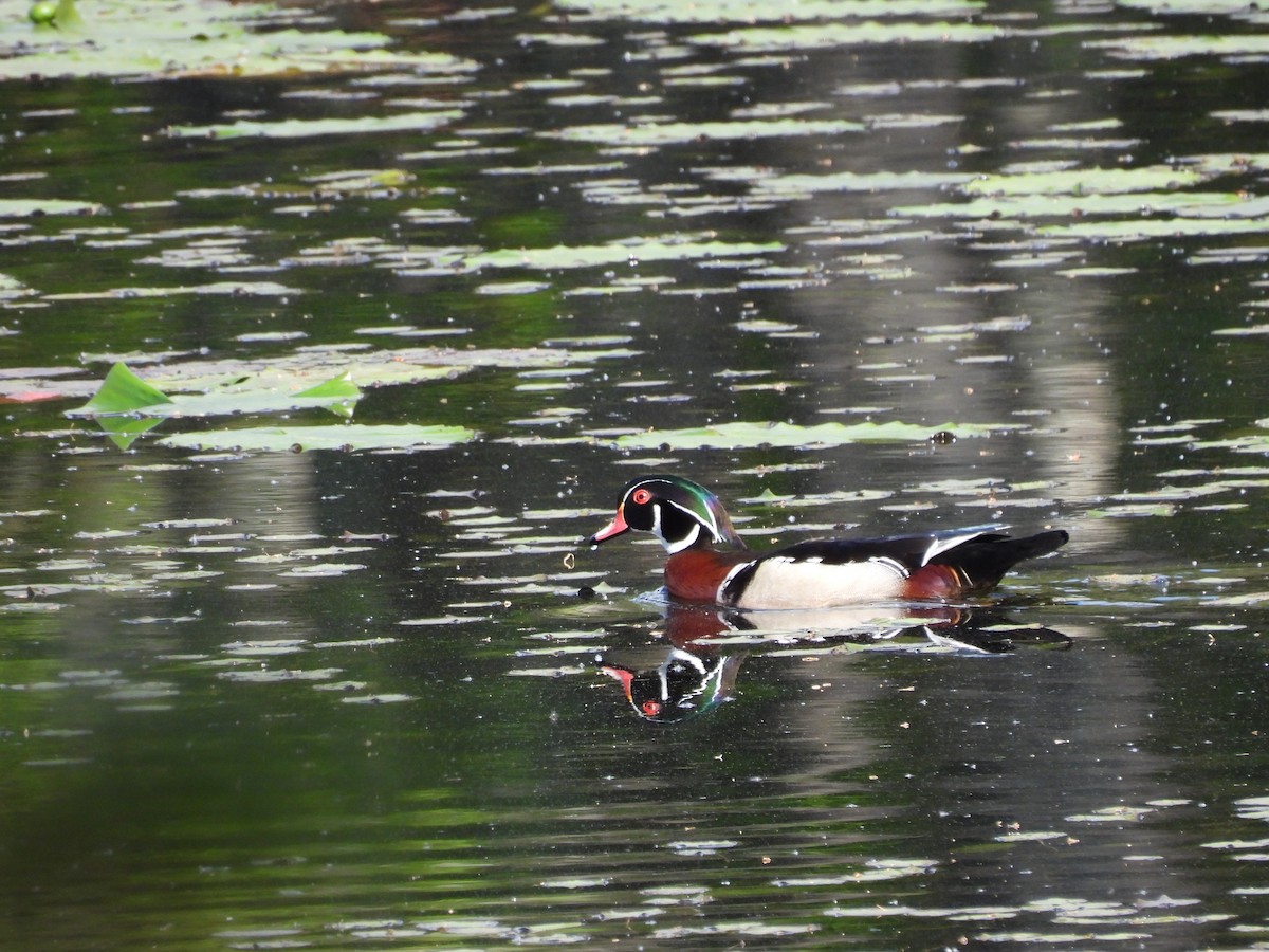 Wood Duck - Mark Clark