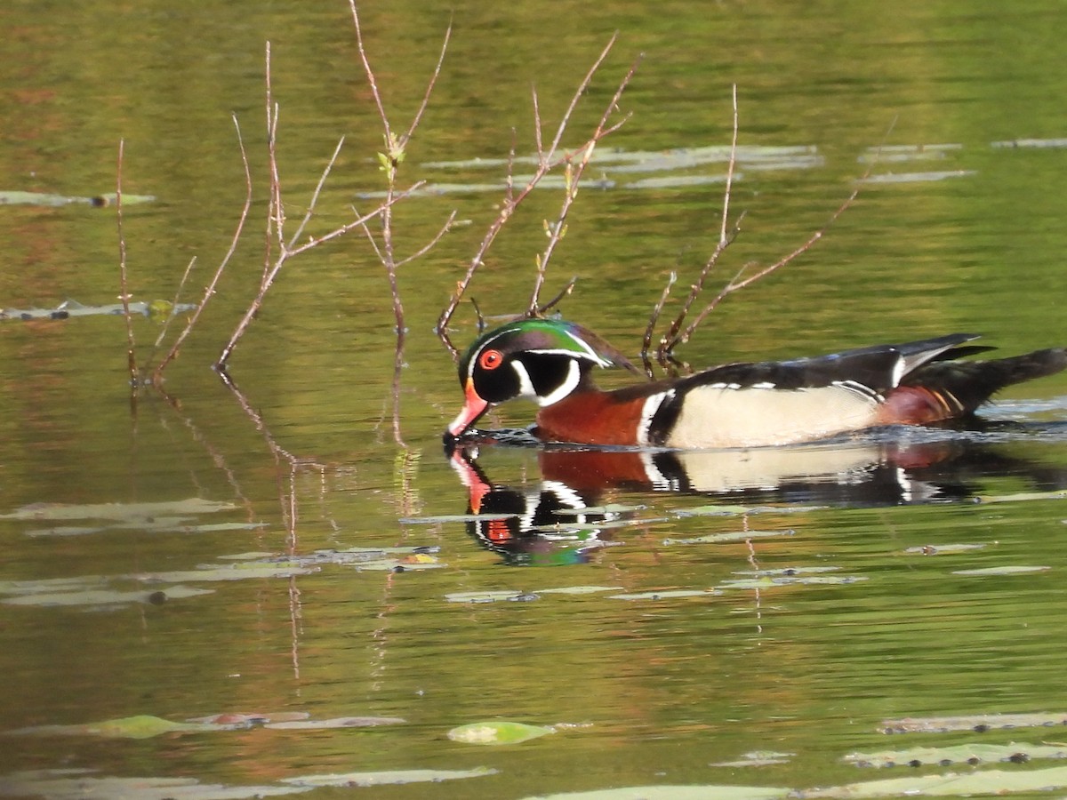 Wood Duck - ML452114691