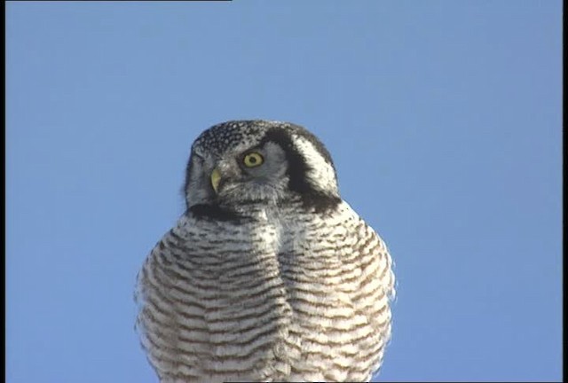 Northern Hawk Owl (American) - ML452115