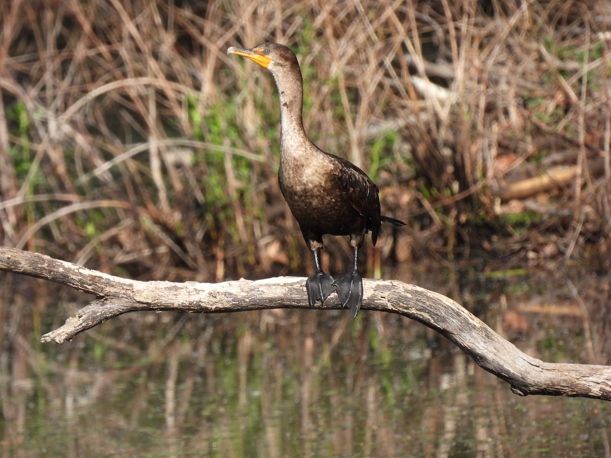 Double-crested Cormorant - Mark Clark