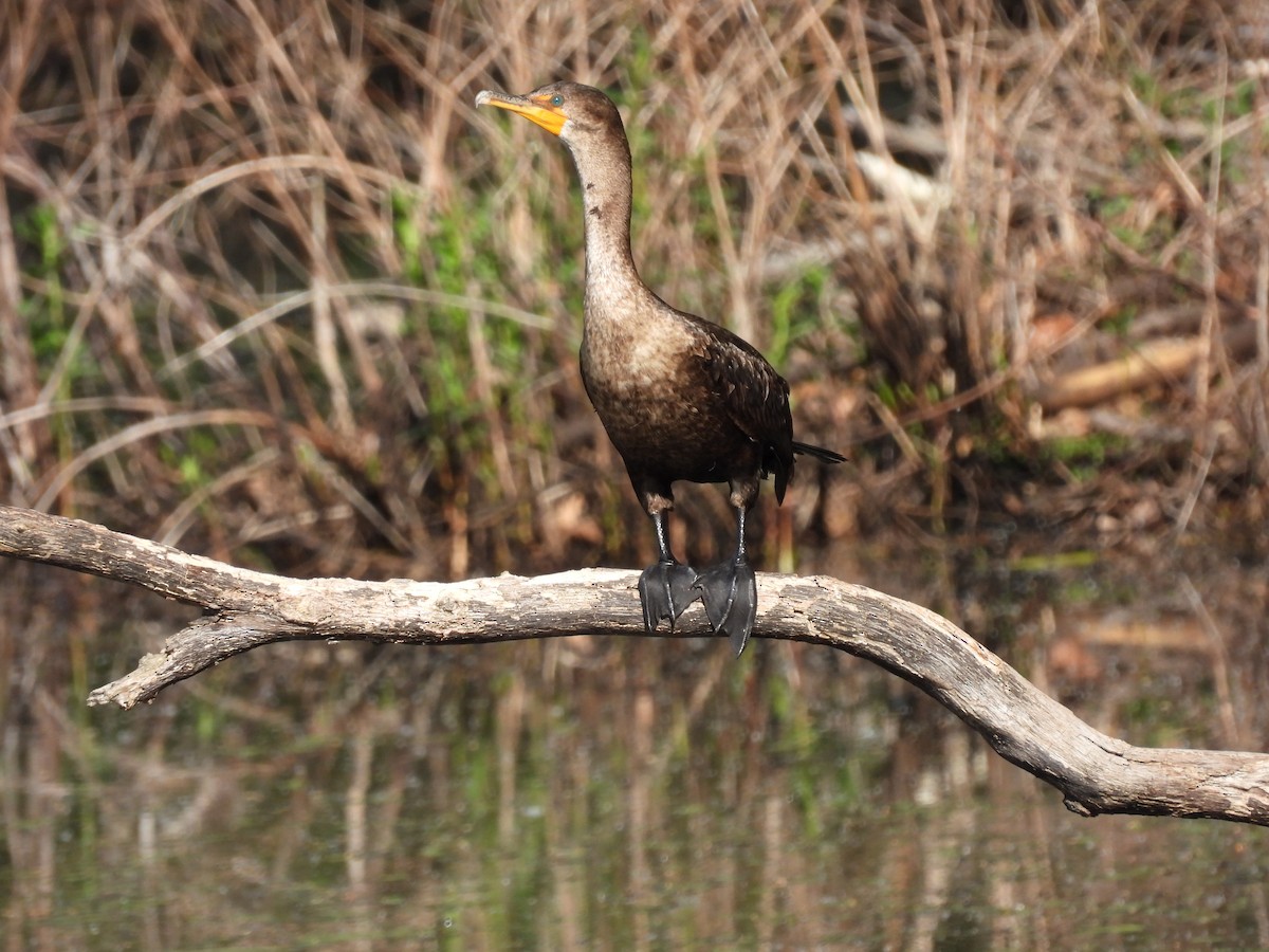 Cormoran à aigrettes - ML452115041