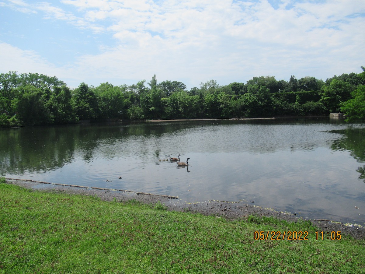 Canada Goose - ML452115311