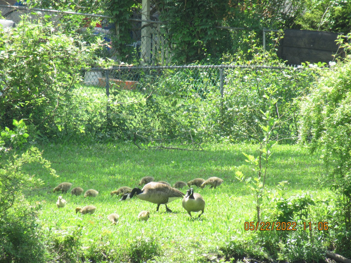 Canada Goose - ML452115321