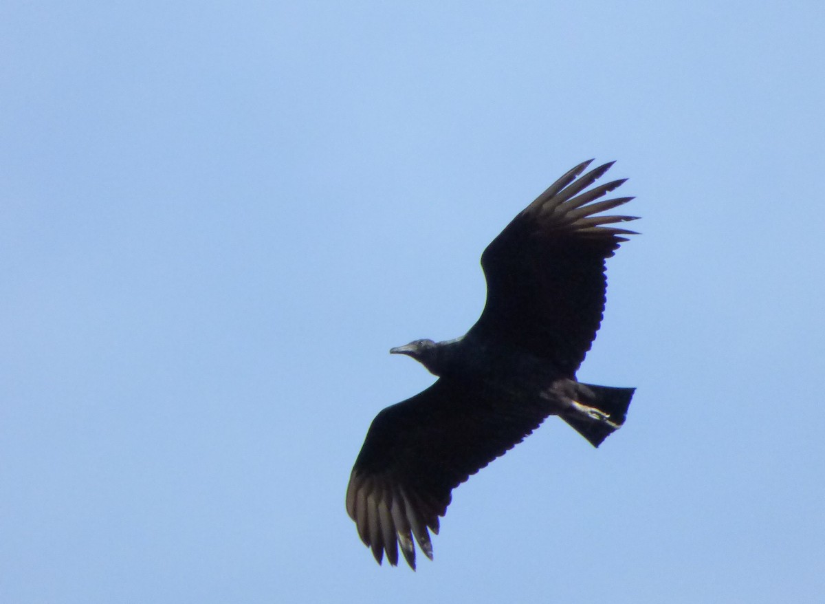 Black Vulture - ML45211561